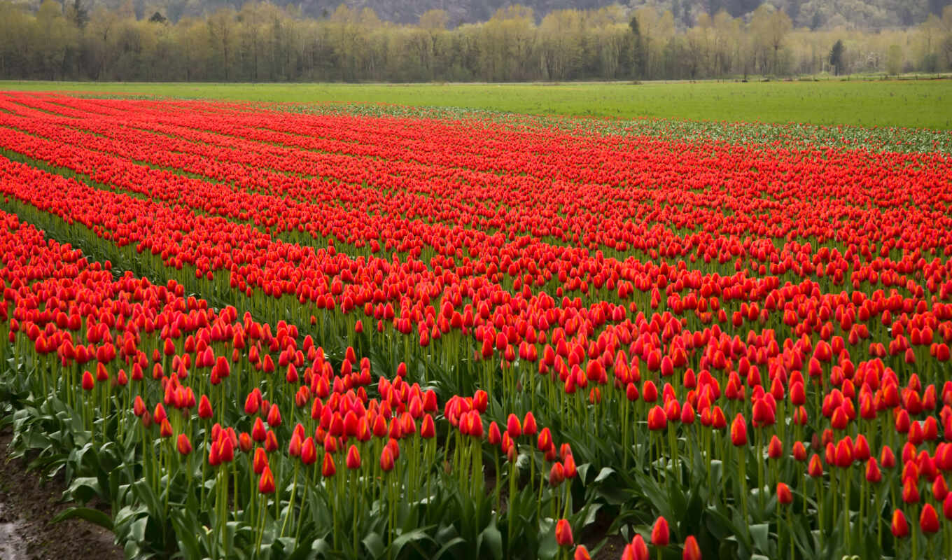 free, red, поле, photos, images, stock, tulips, тюльпан, ряды