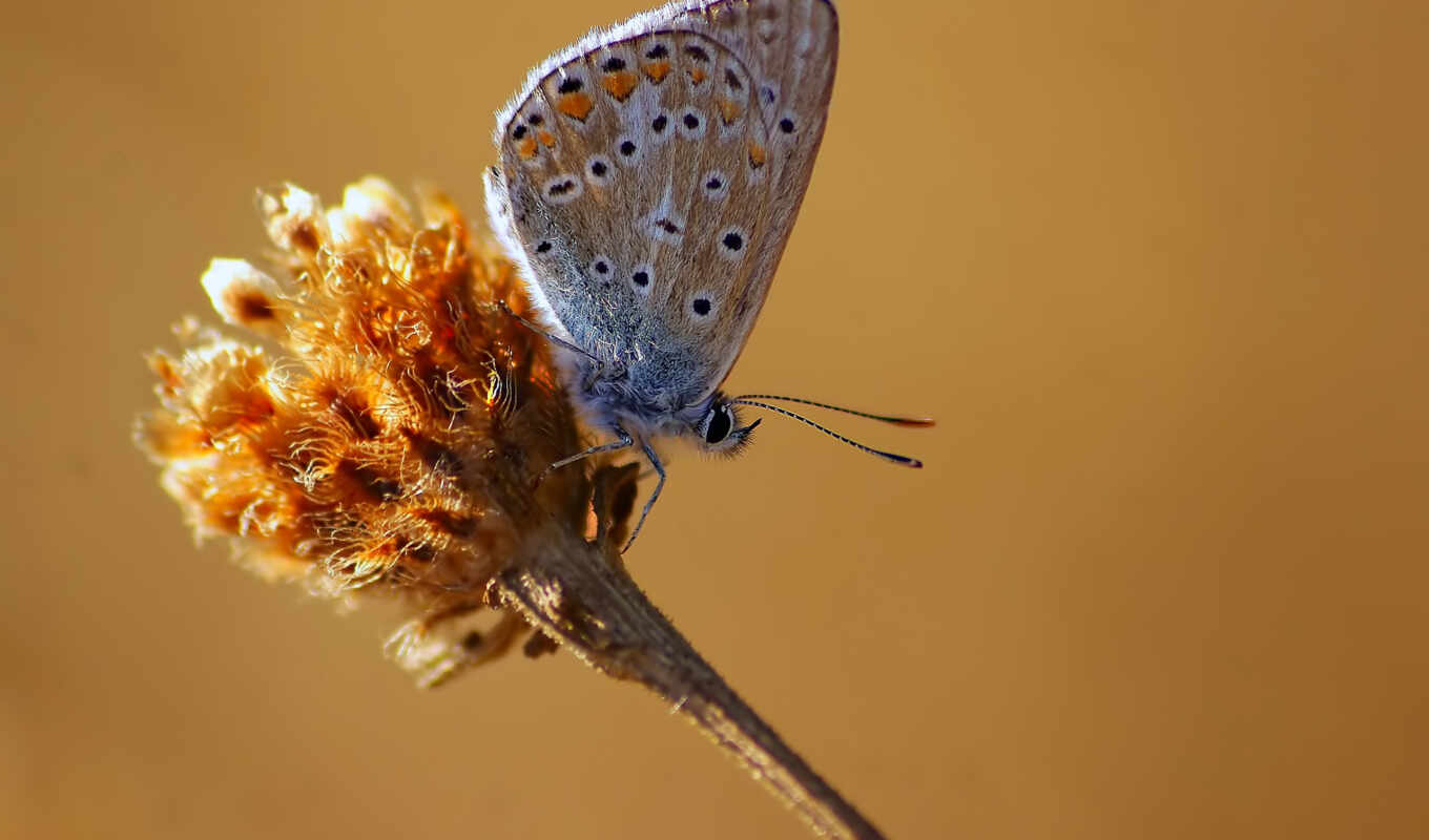 blue, бабочка, адонис