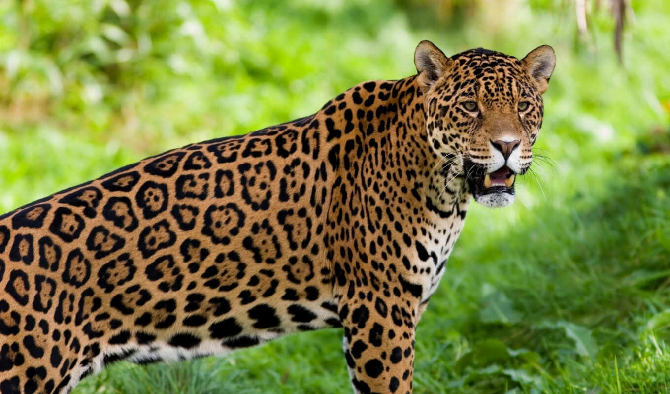 может, jaguar, mexico, zhivotnye, снится, peligro, чему, extinción