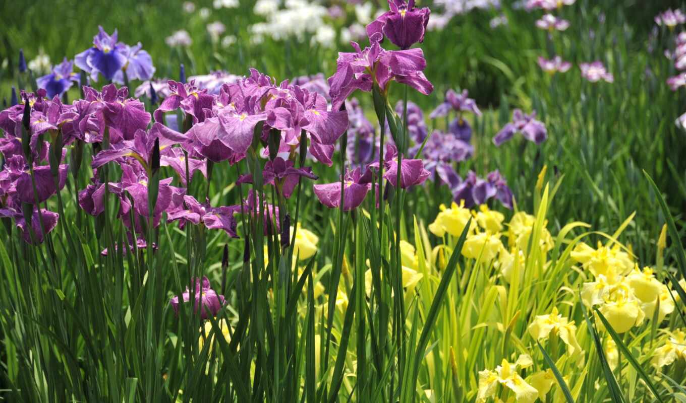 цветы, one, который, лепесток, сиреневый, perennial, decoration, iris, клумба, previe