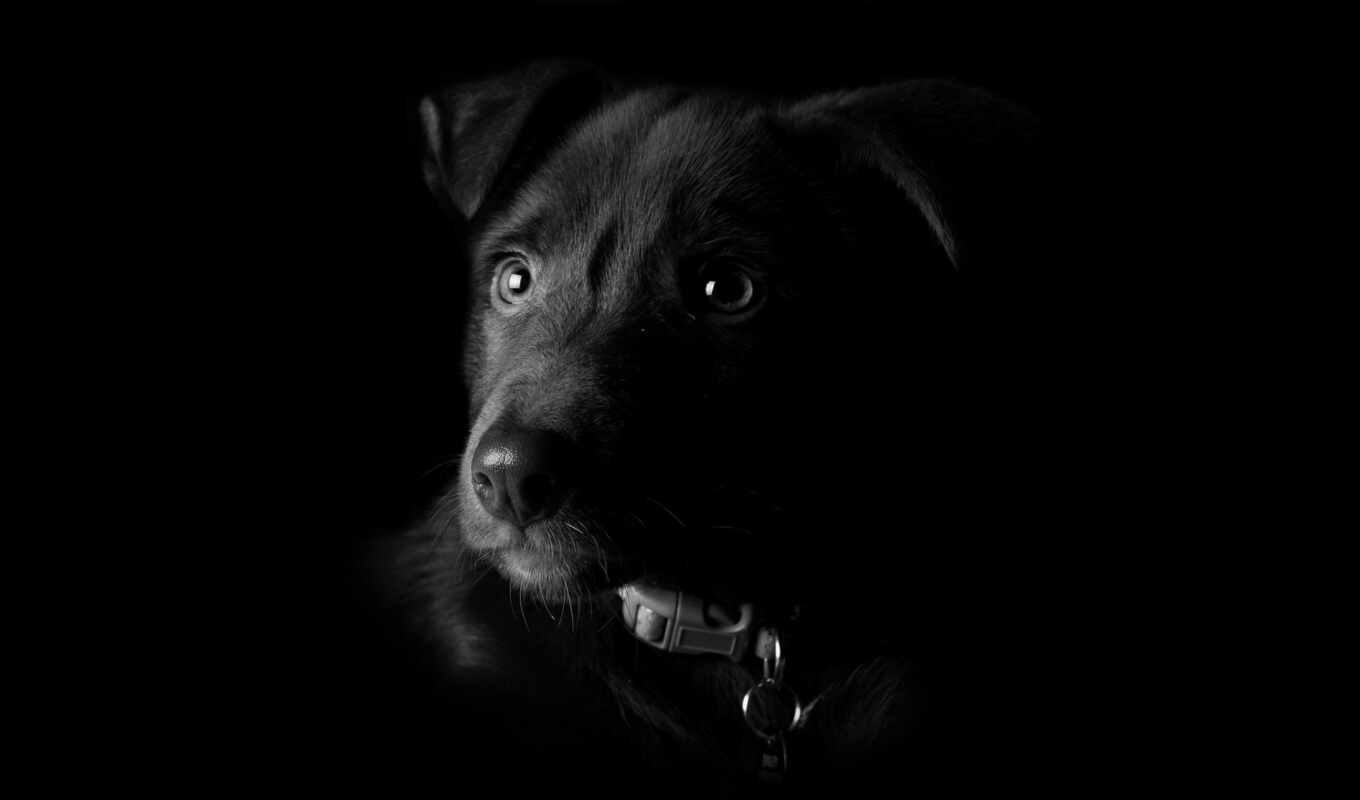природа, глаз, черная, собака, portrait, смотреть, animal, красивый, собака, животное, где