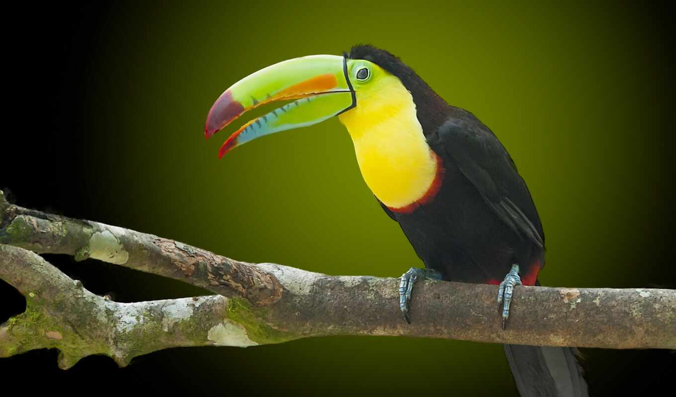 tree, bird, branch, animal, toucan, sit, beak, device, tukat