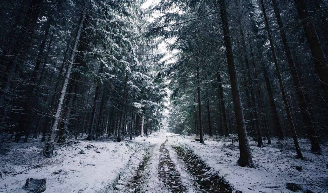 winter, лес, норвегия