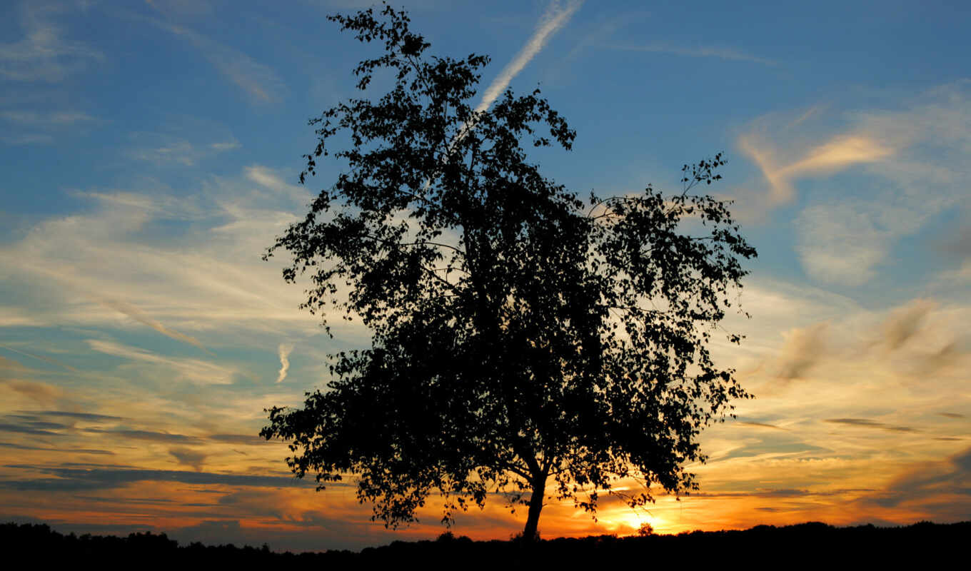 sky, background, tree, sunset