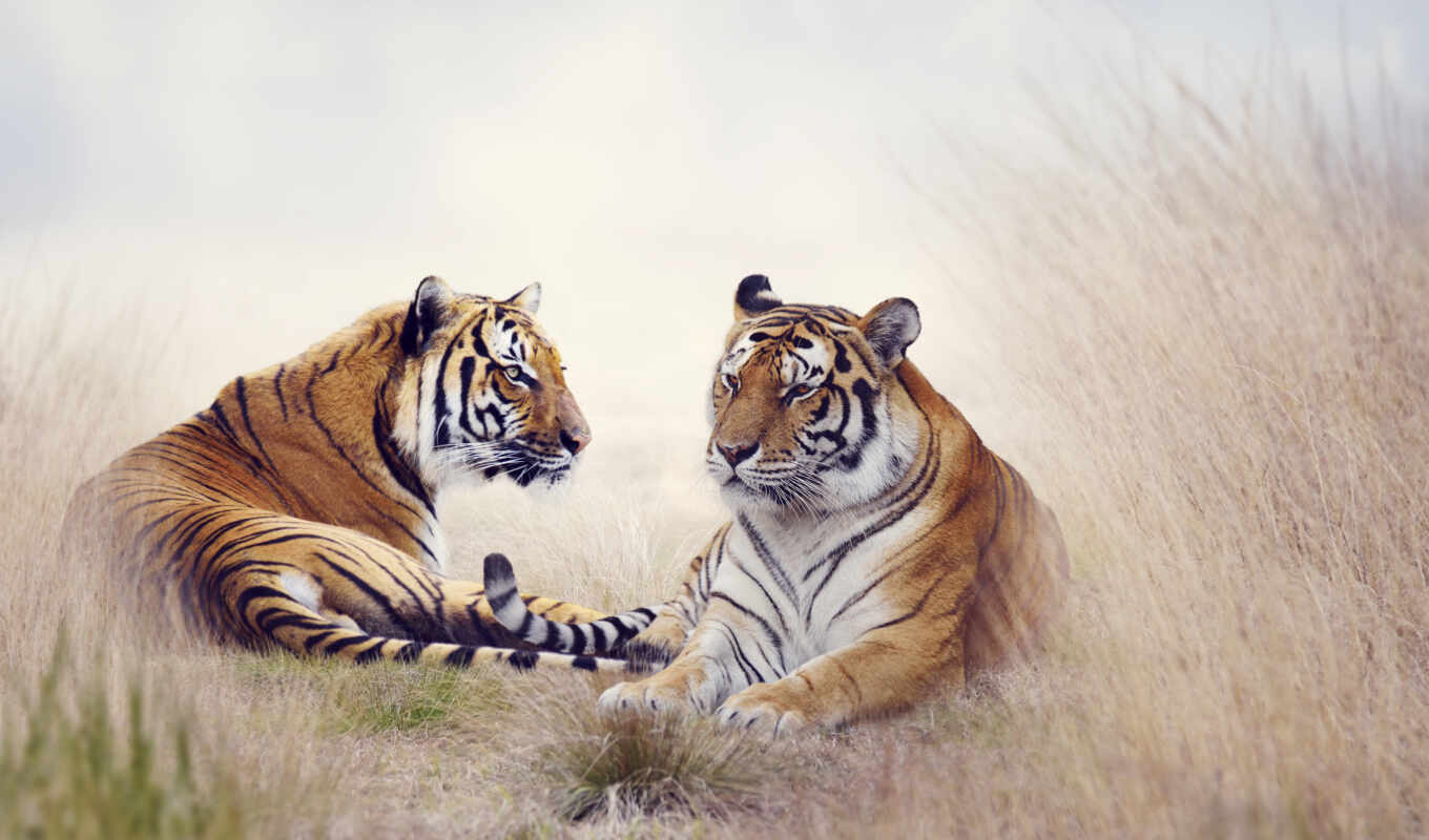 picture, to create, code, tiger, cats, tiger, paintings, watercolor, modular, a picture