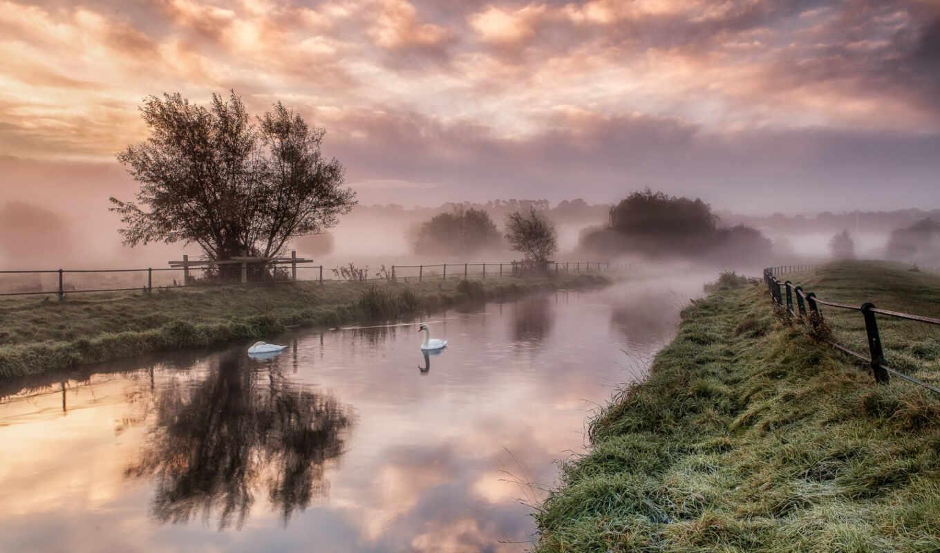 nature, with, grass, sunrise, swans, river, trees, fog, fence, river