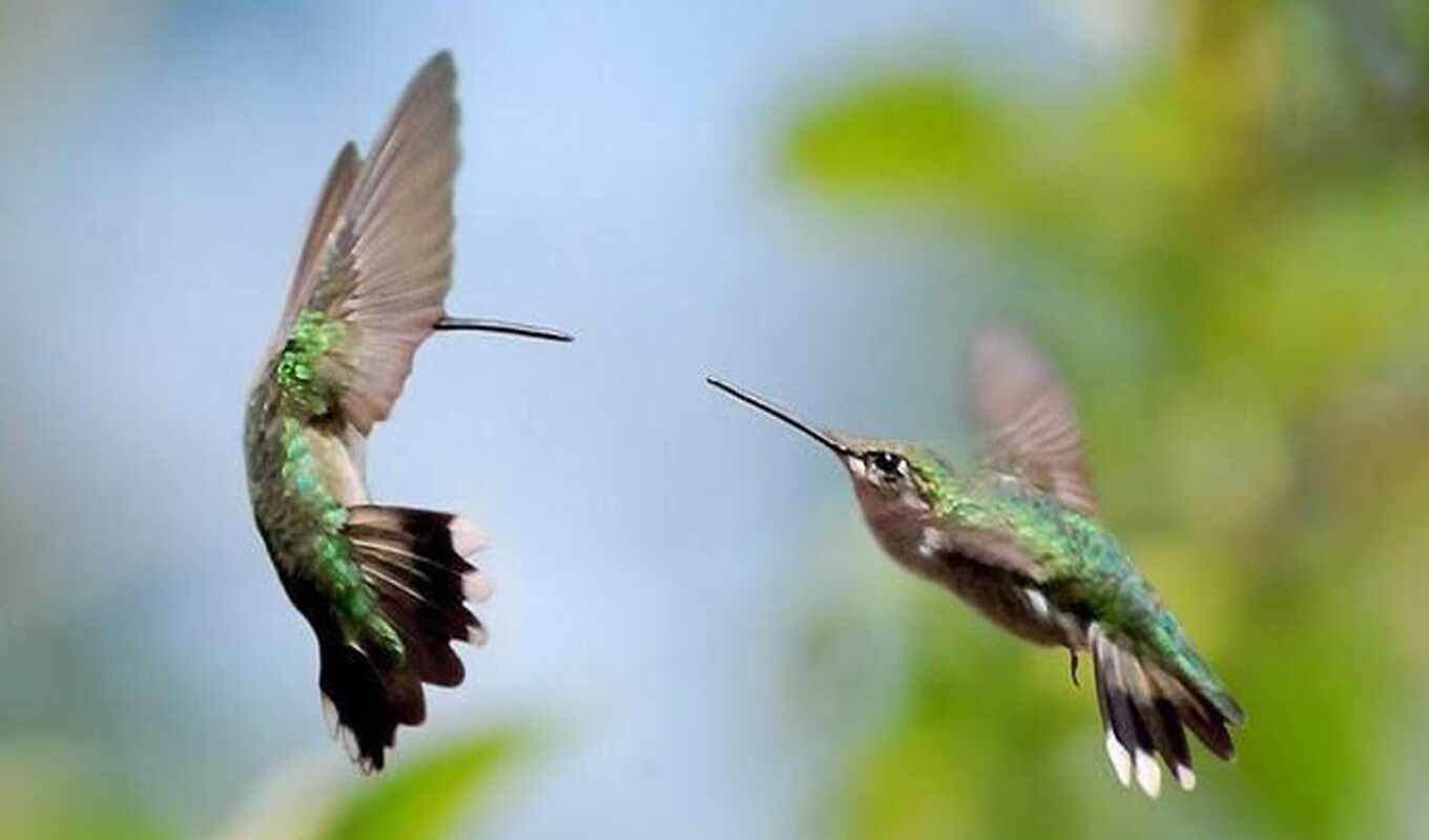 free, background, images, column, hummingbirds