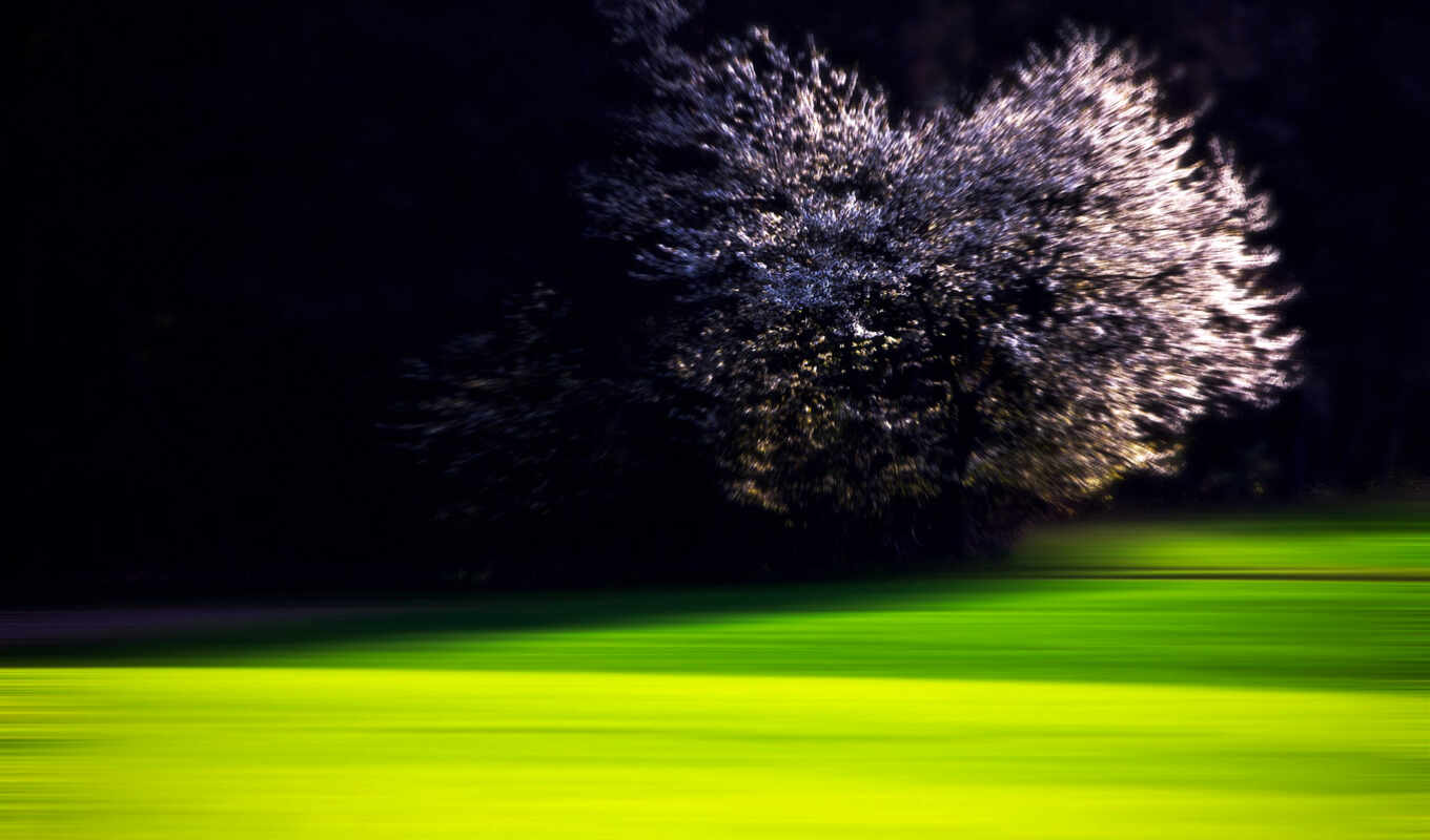 свет, дерево, зелёный, трава, ночь, спорт, растение, color