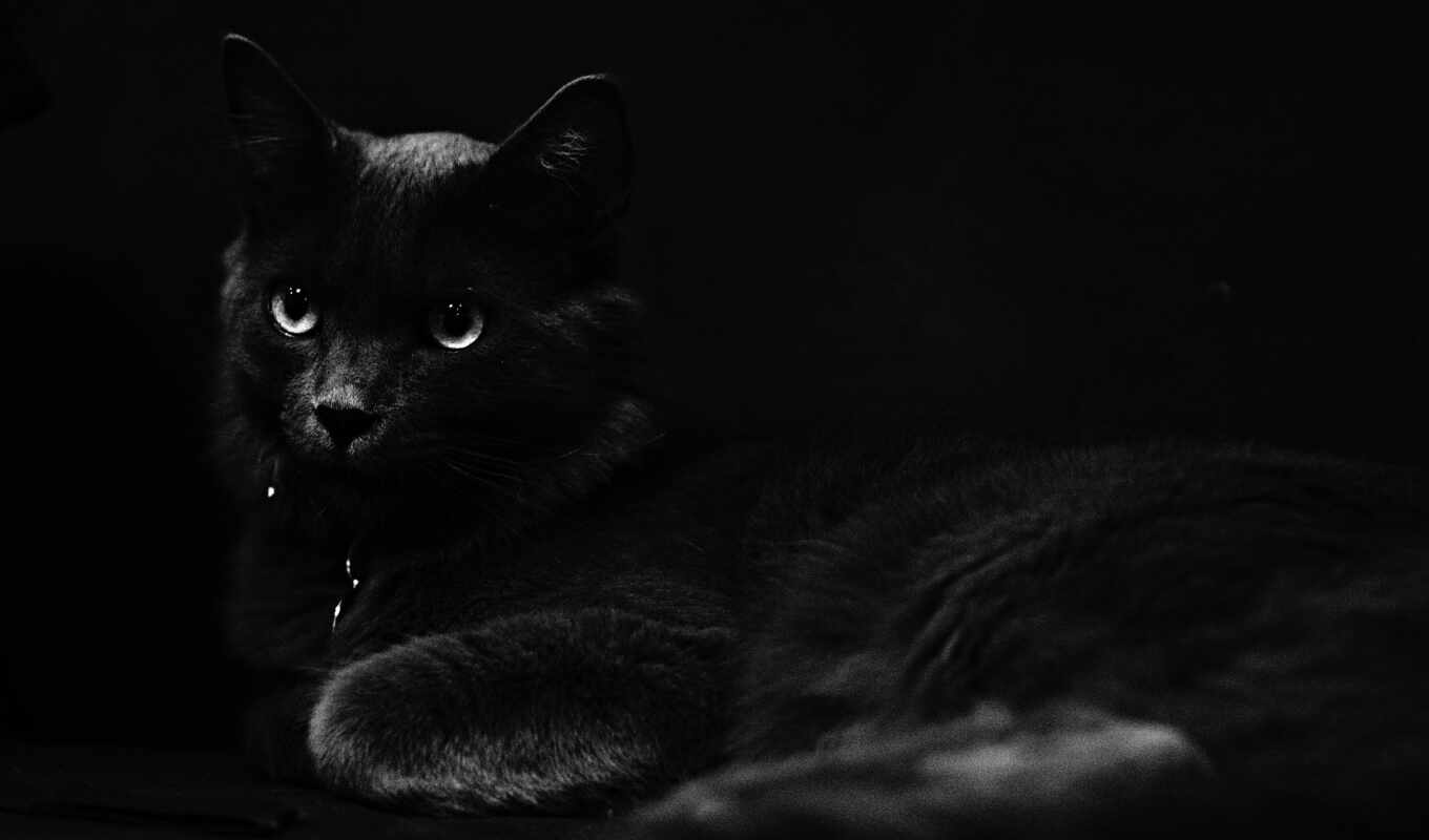 black, кот, birthday