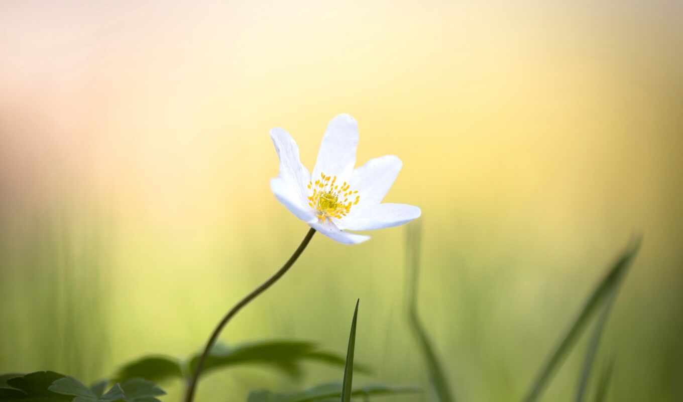 flowers, white, red, topic, petal, plant, color, anemone