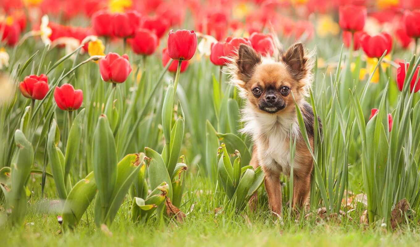 dog, tulip, funart