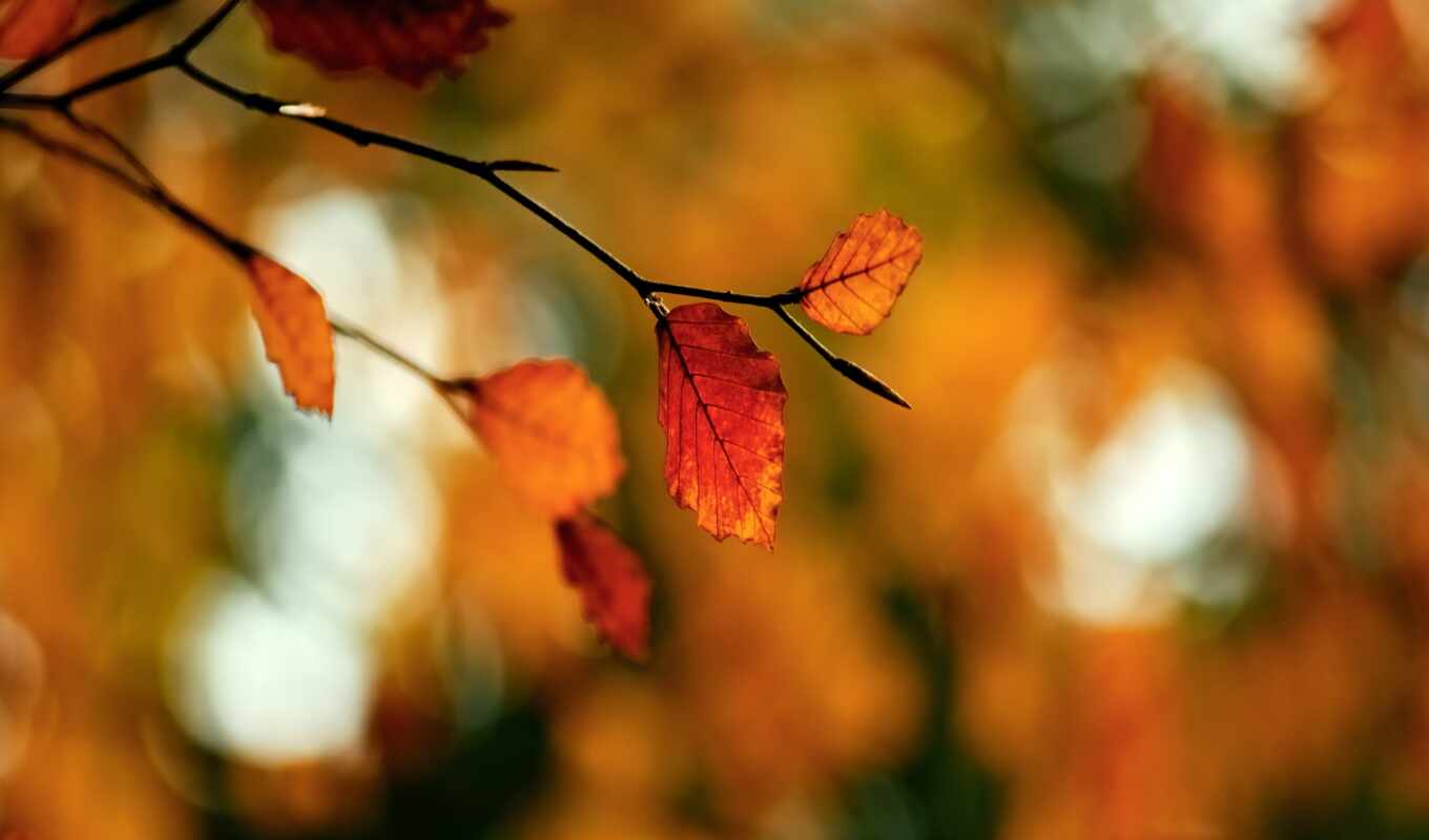 autumn, branch, screen, makryi