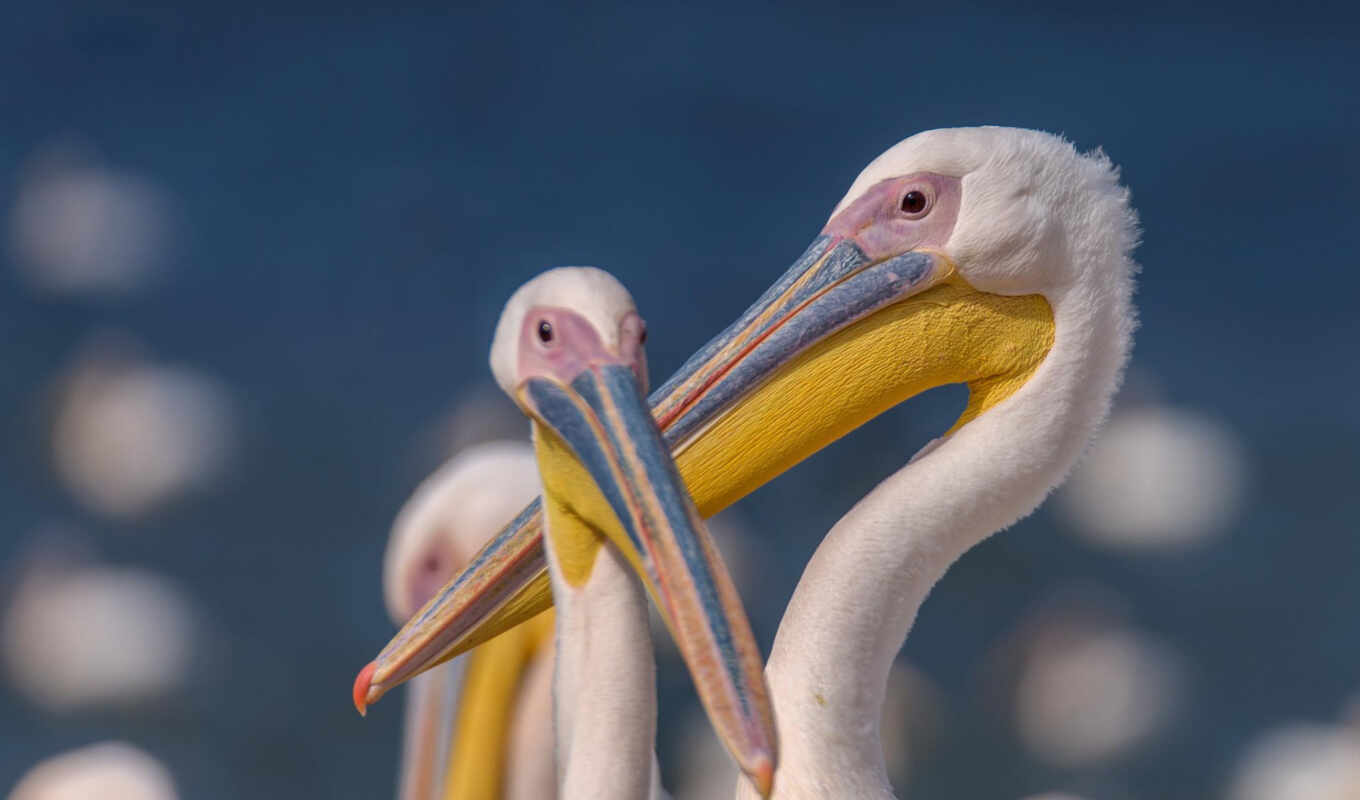 white, great, pelican
