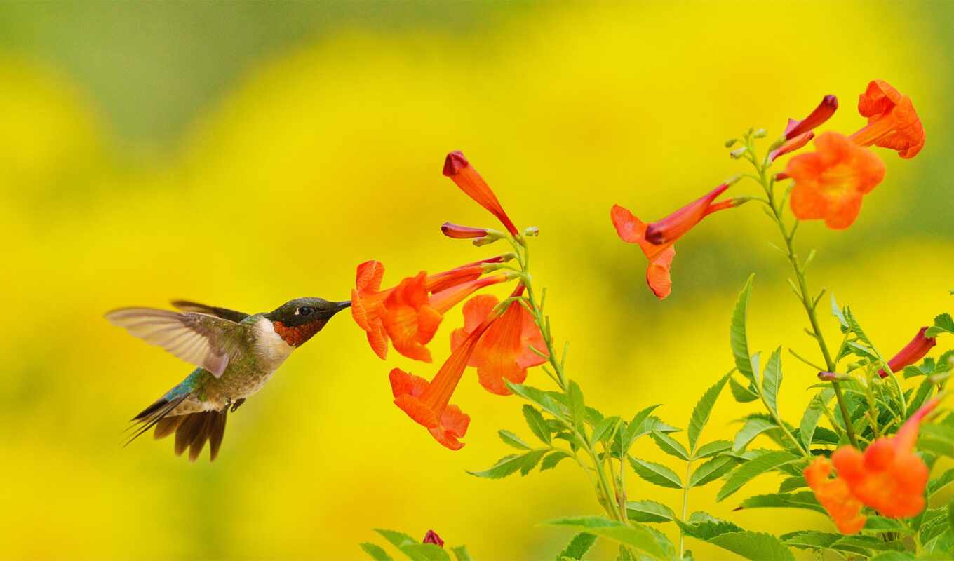 flowers, head, hill, south, texas, hummingbirds, flier