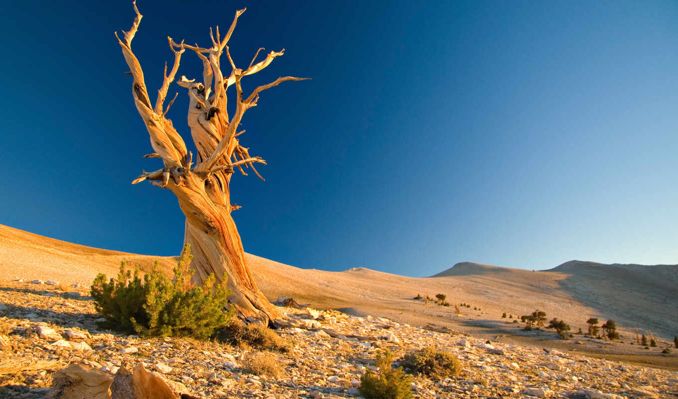 дерево, пустыня, мертвое, favourite, камни, сухое