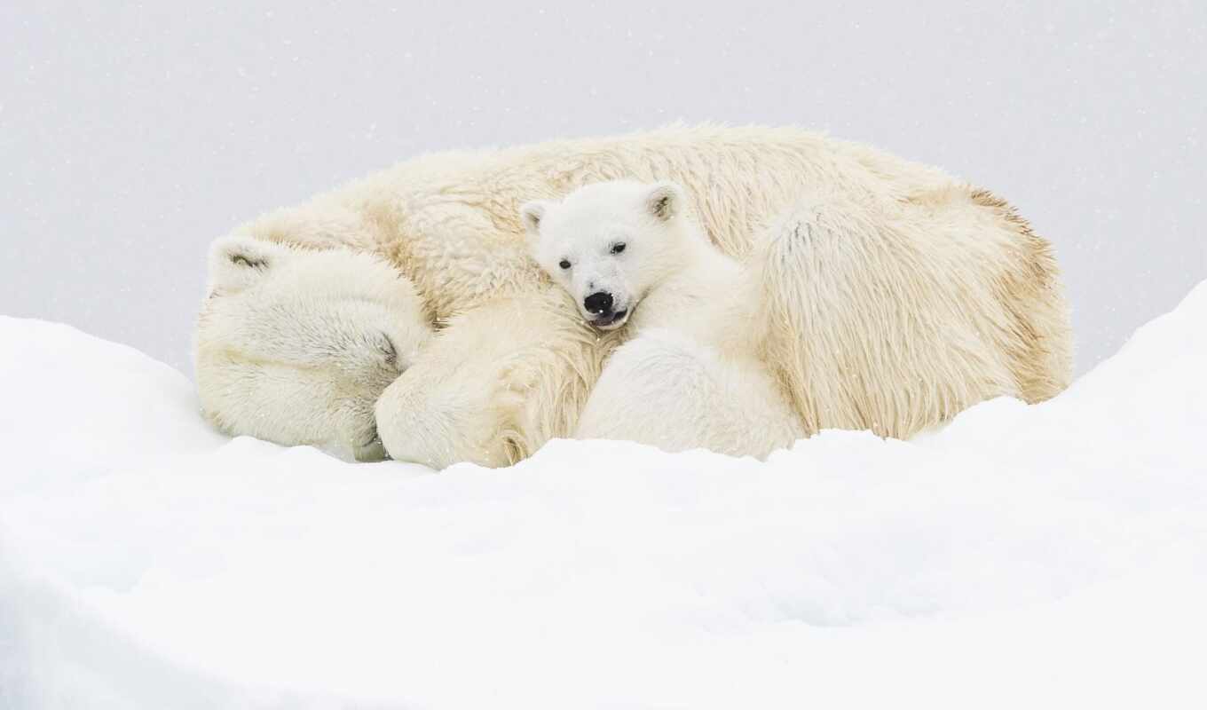взгляд, white, медведь, animal, малыш, arctic, polar, medvezhonok