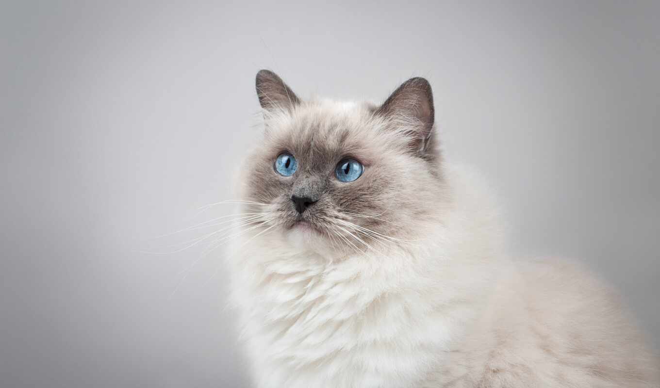 blue, взгляд, глаз, кот, планшетный, portrait, смотреть, ragdoll, рэгдолл