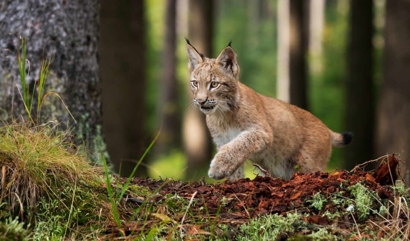forest, cat, see, wild, animal, moss, small, lynx, fore