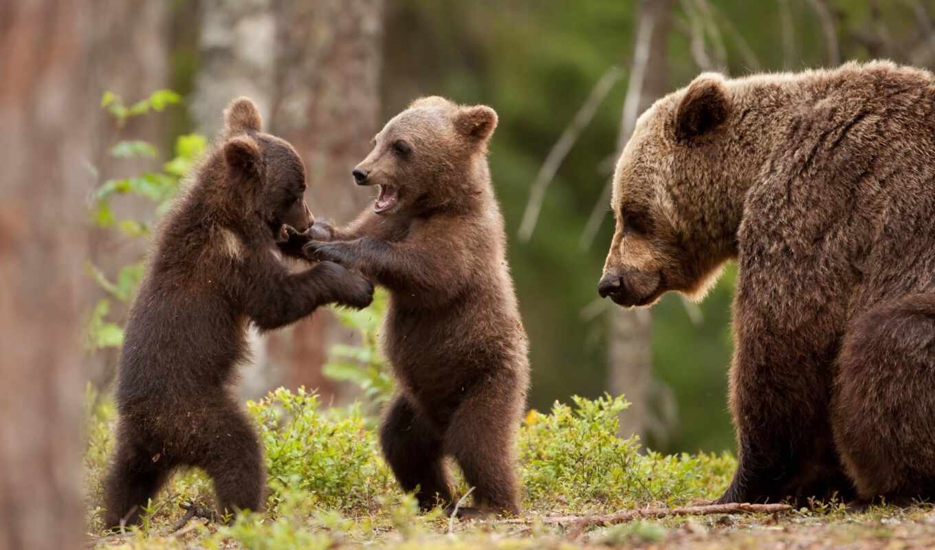 лес, медведь, animal, slide, два, игровой, ursa, medvezhonok