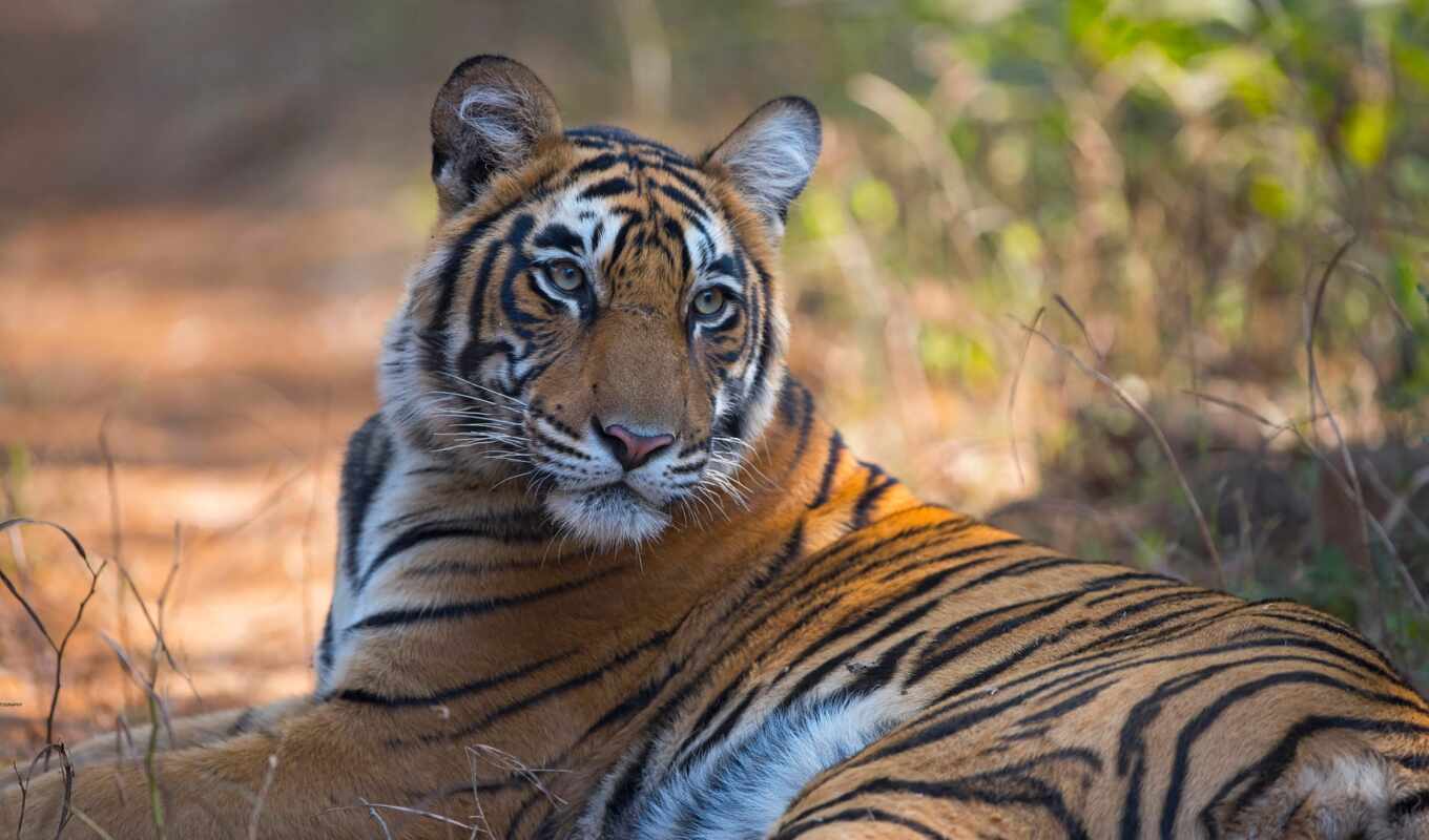 природа, картинка, хищник, тигр, panthera, tigris, india, бенгальский, тигрица, ложь