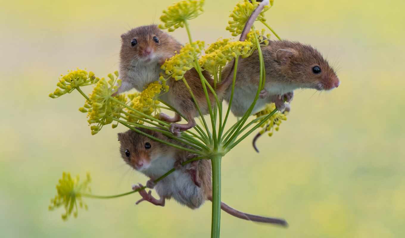 mouse, trio, harvest