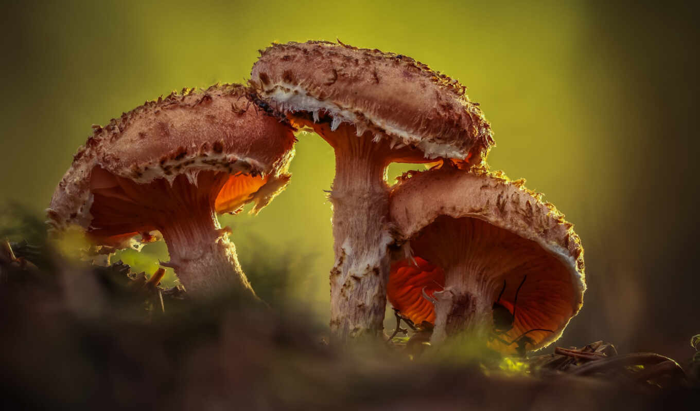 природа, mushroom