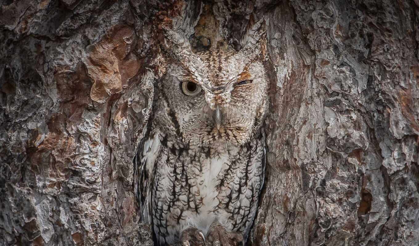 owl, georgia, bird, animal, national, camouflage, plain, aim