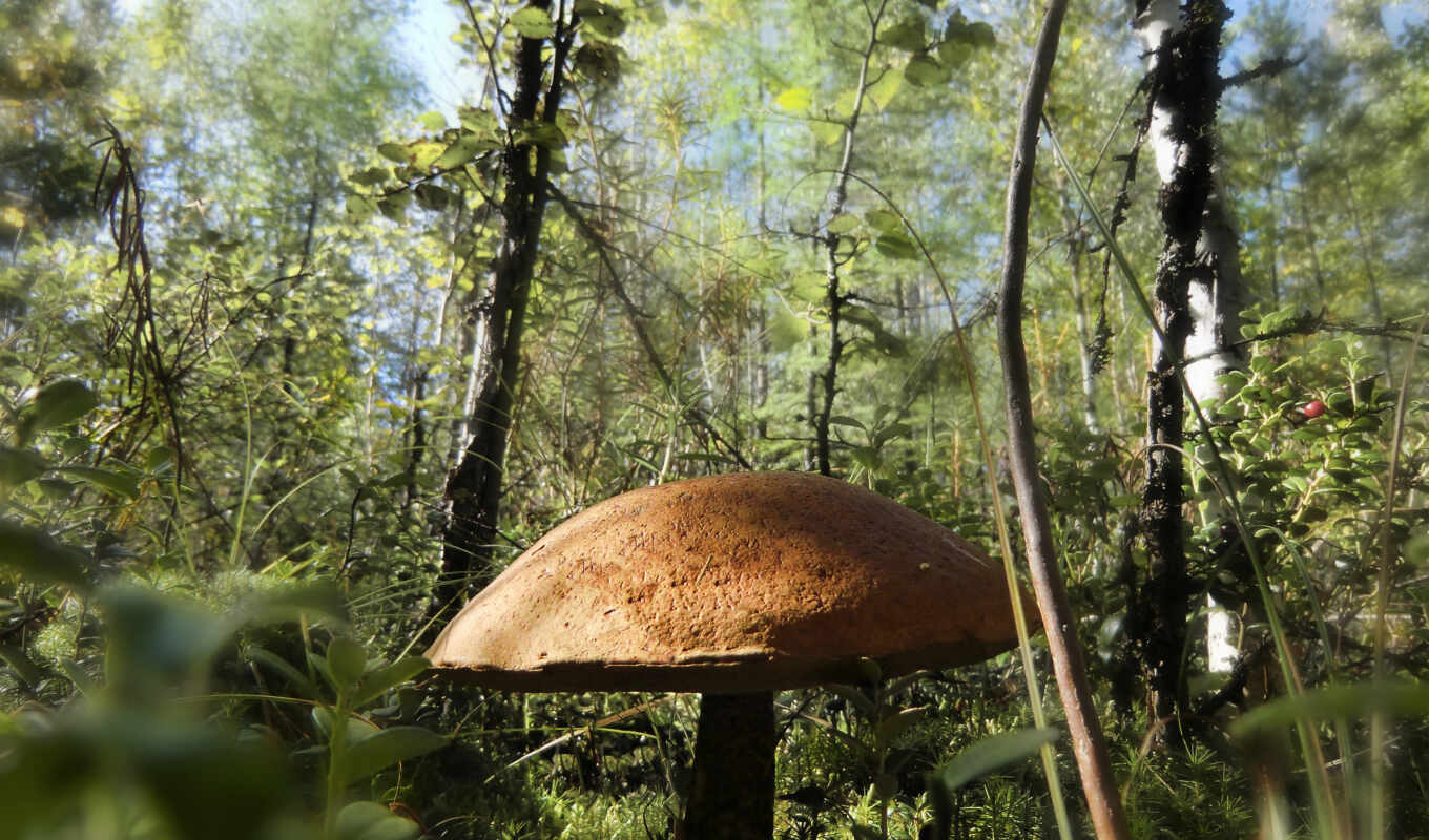 шляпа, лес, листва, точки, hello, mushroom, камни, заросли, volpuri