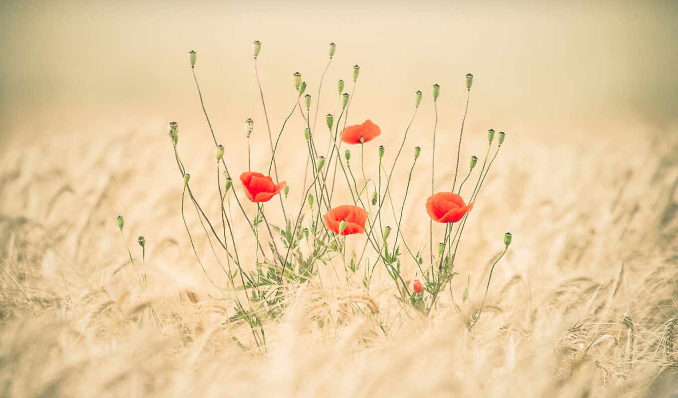 nature, Red, field, poppies