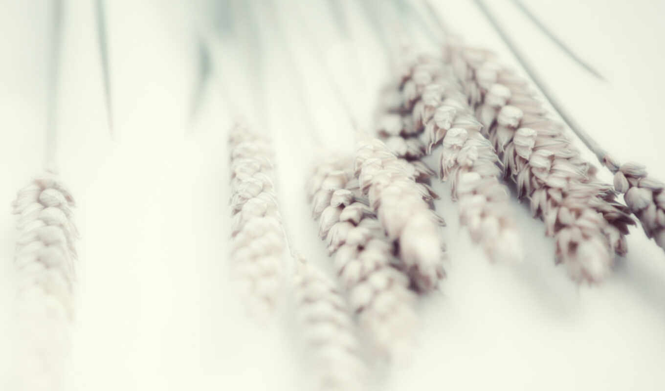 есть, white, ткань, растение, шелк, всех, тег, нежность, которых, пшеница