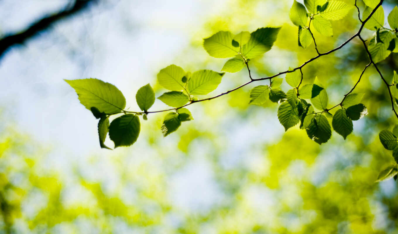 nature, macro, tree, leaves, foliage, plant, bokeh, branch, branches
