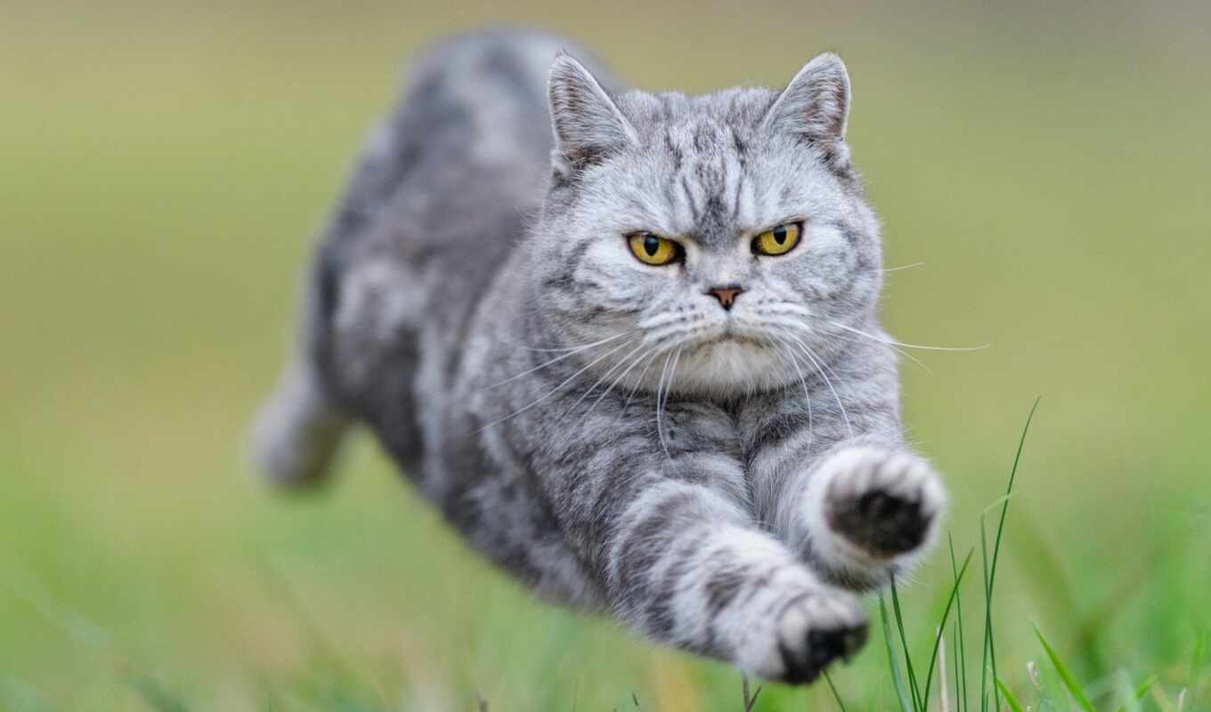 cat, run