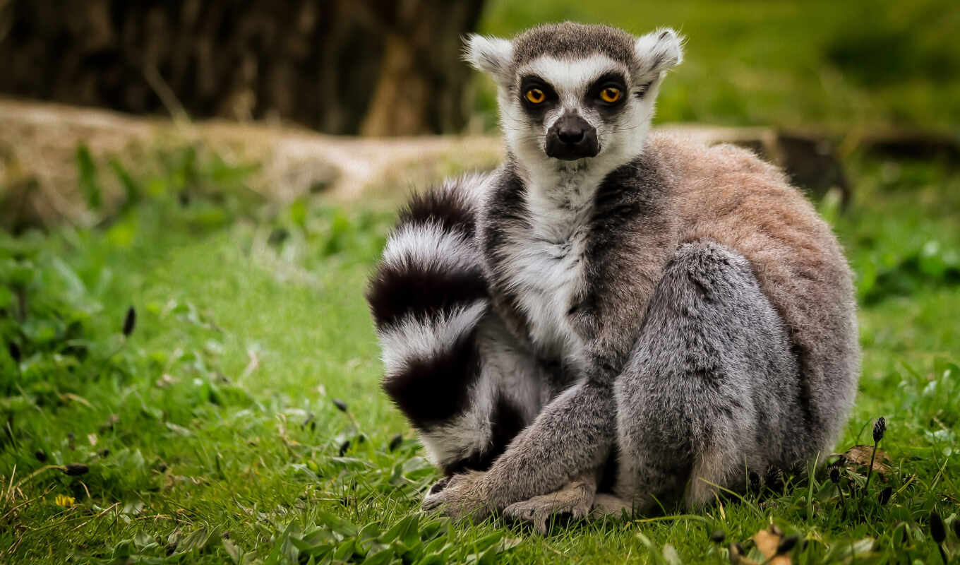 grass, lemur