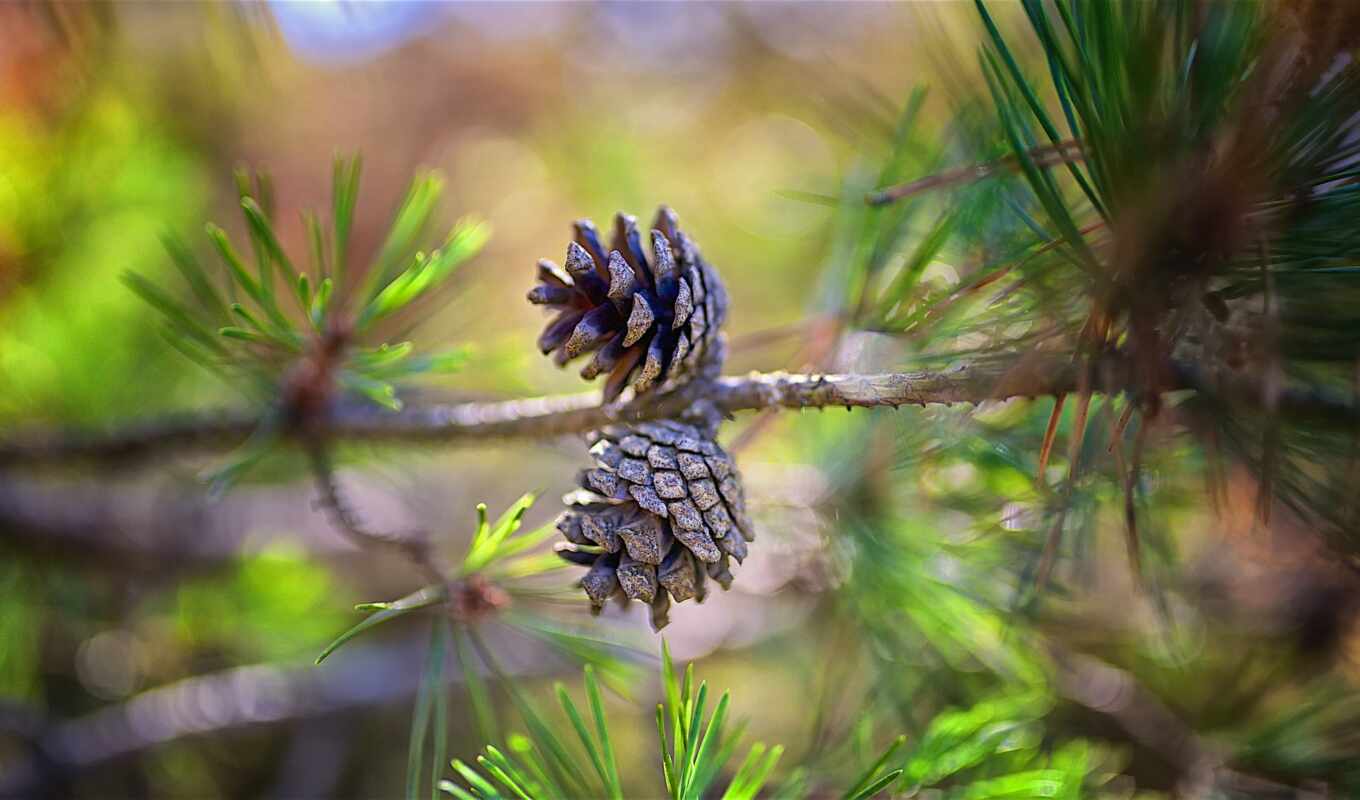 дерево, pine, virginiana