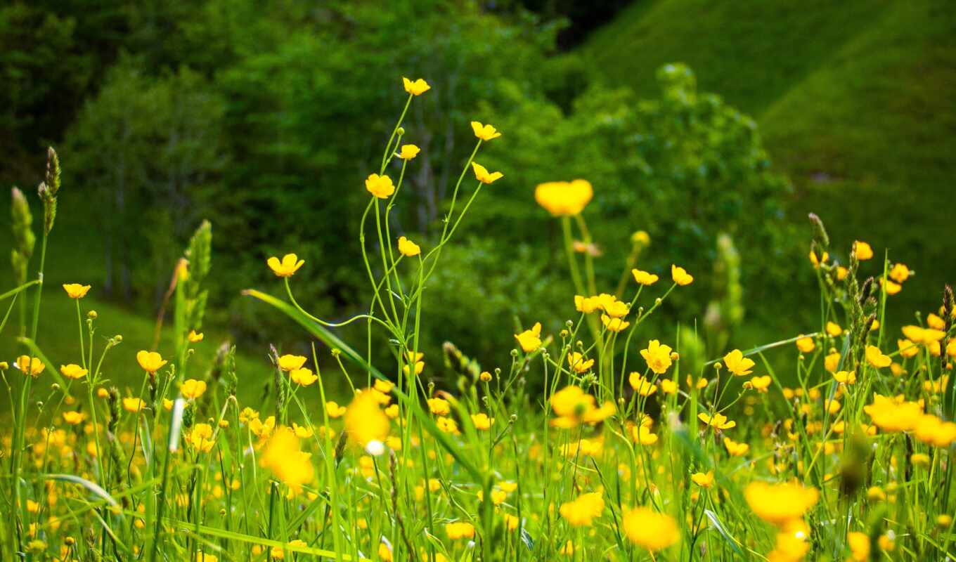 flowers, green, grass, plant, yellow, slope