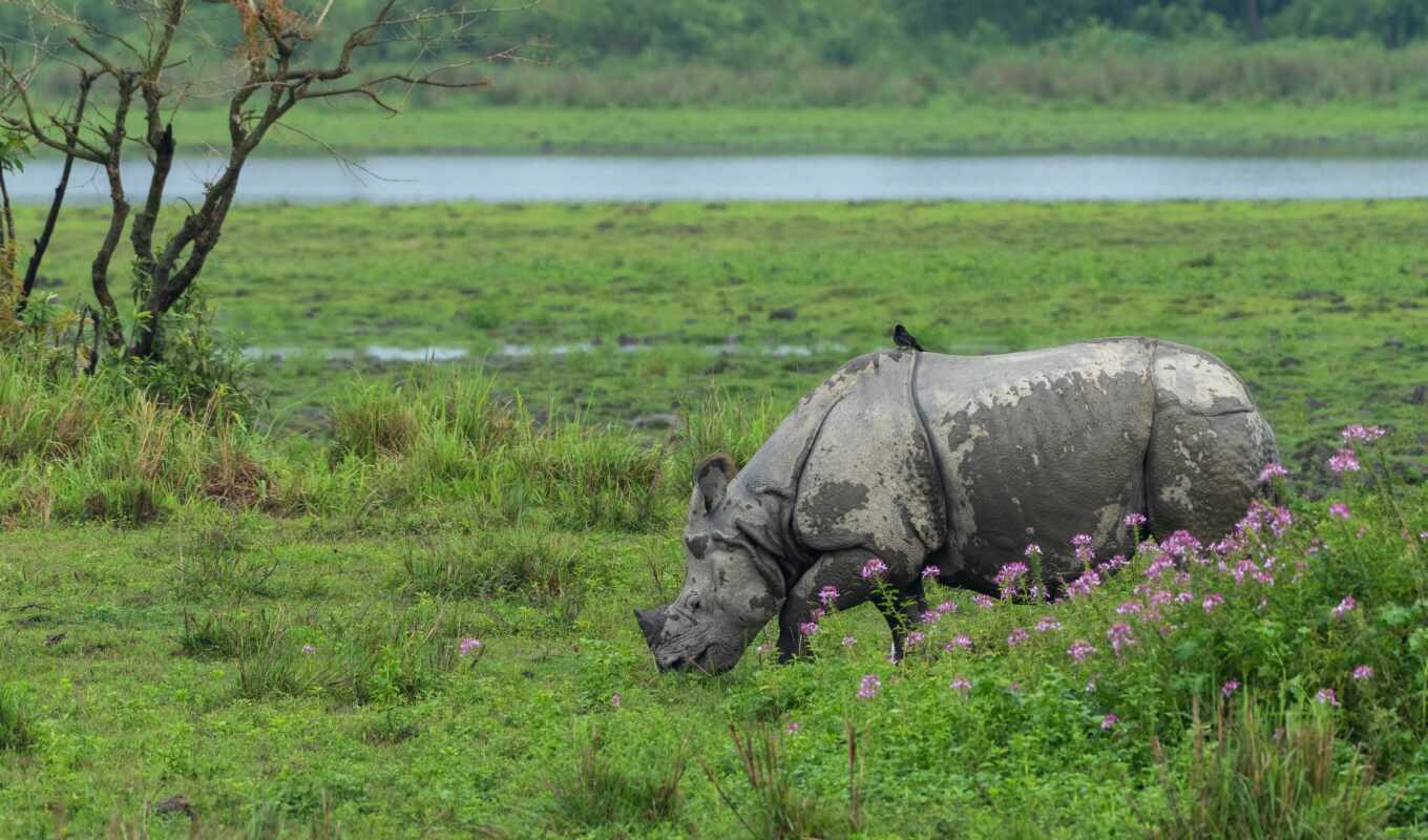 water, plant, rhinoceros, natural landscape, white nosode, black nose