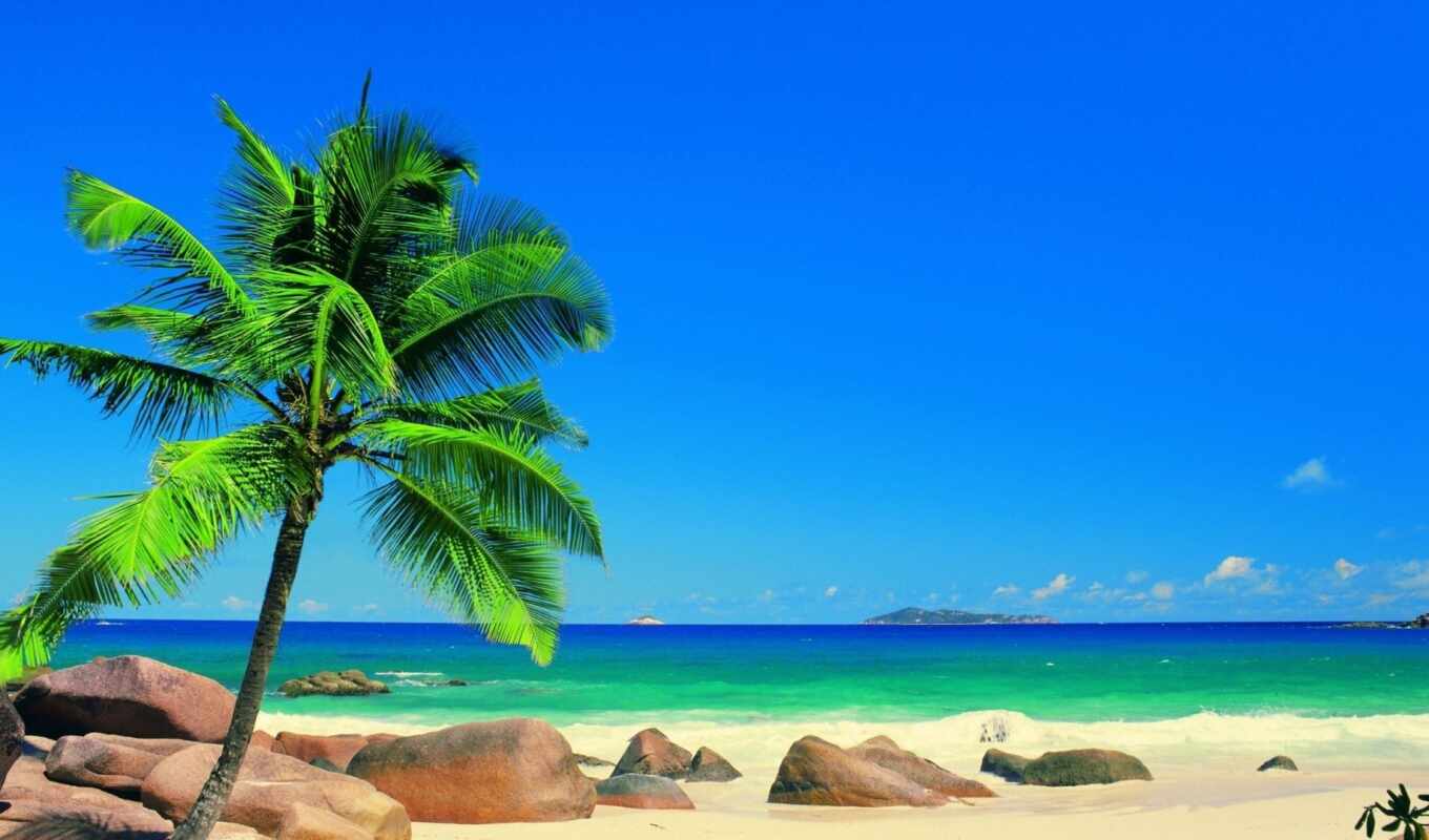summer, sun, море, ocean, palm