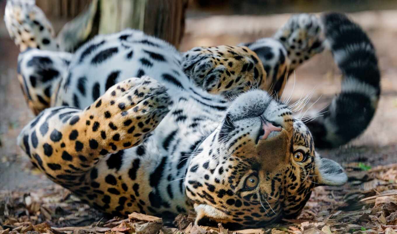 кот, down, леопард, wild, animal, panthera, jaguar, лапа, ложь, onca