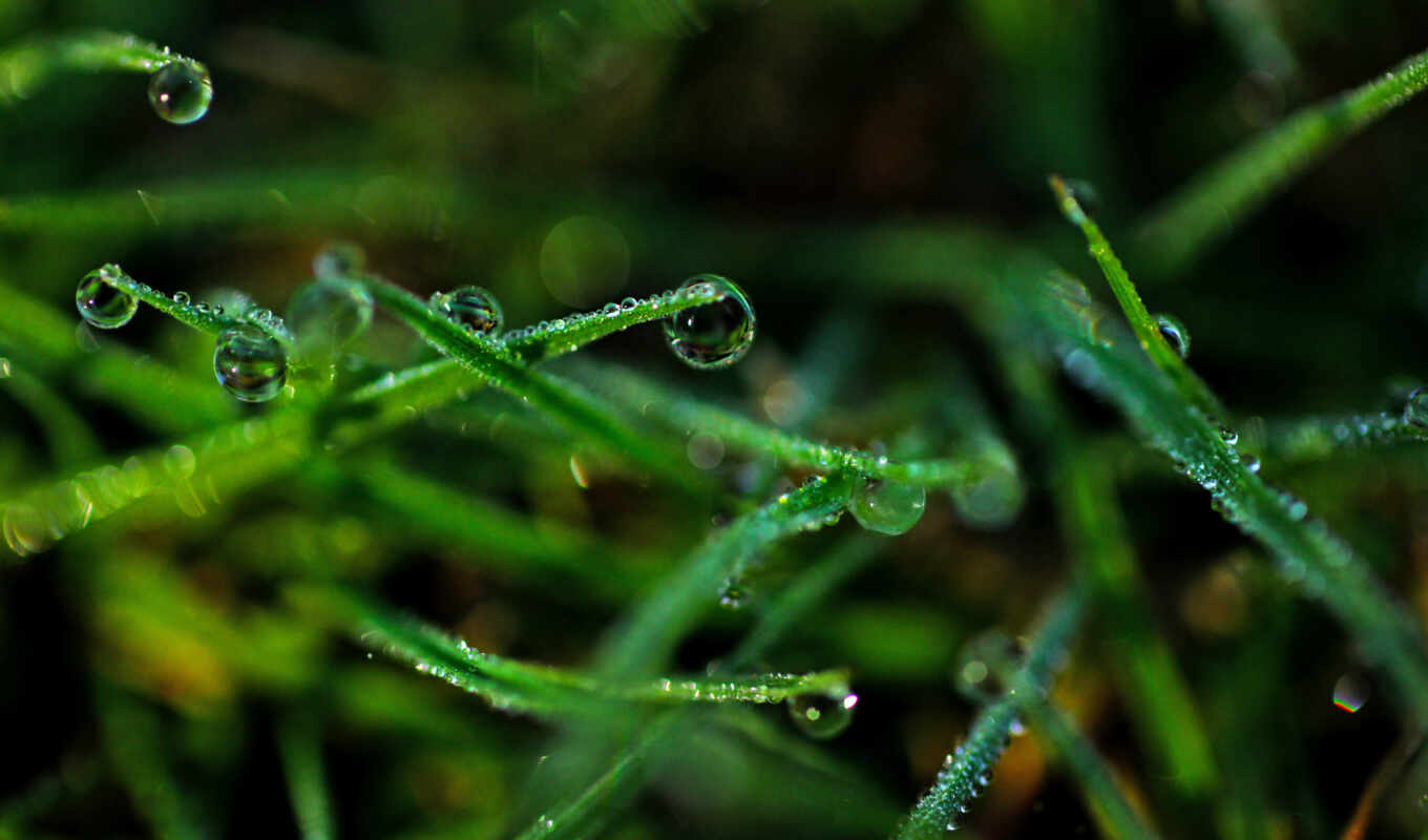 drop, трава, роса