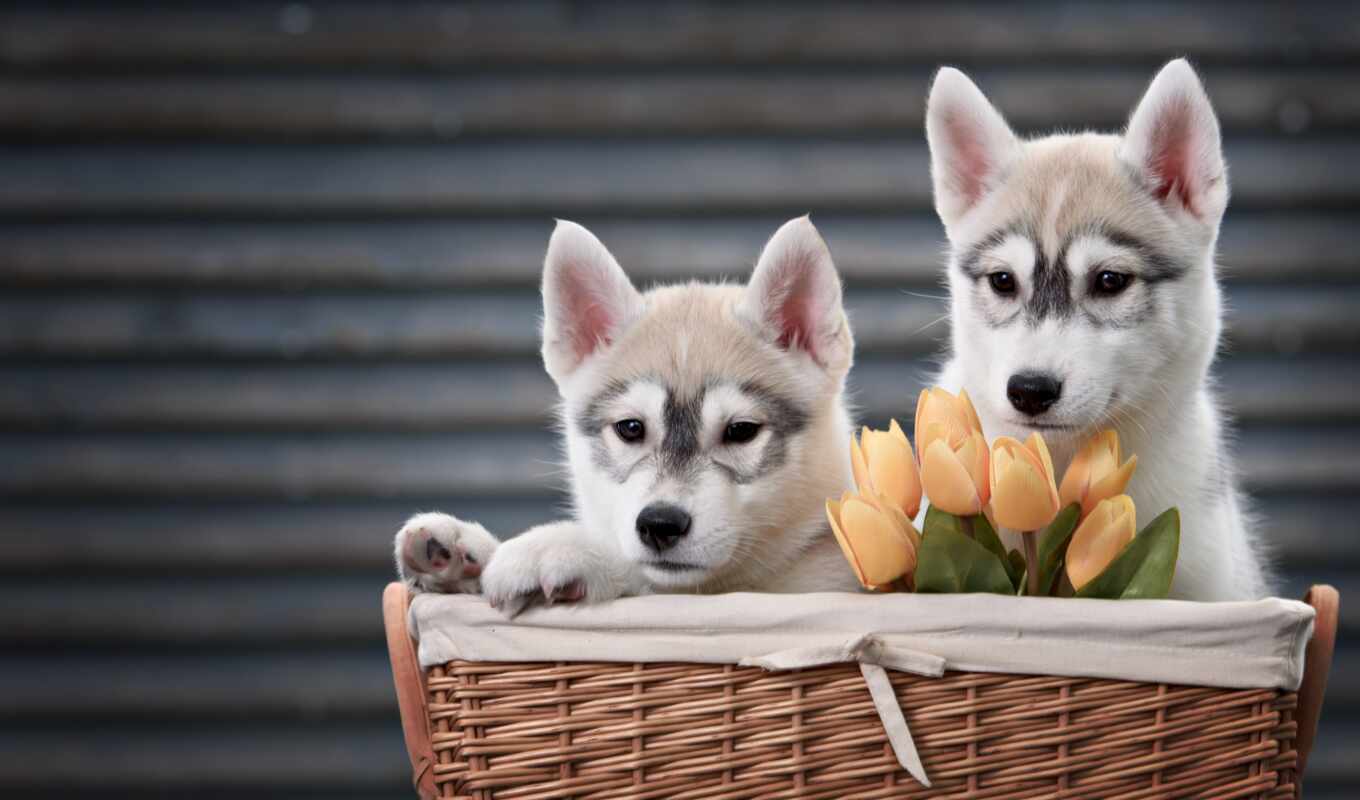 free, photos, images, stock, puppy, husky, tapety, basket, made