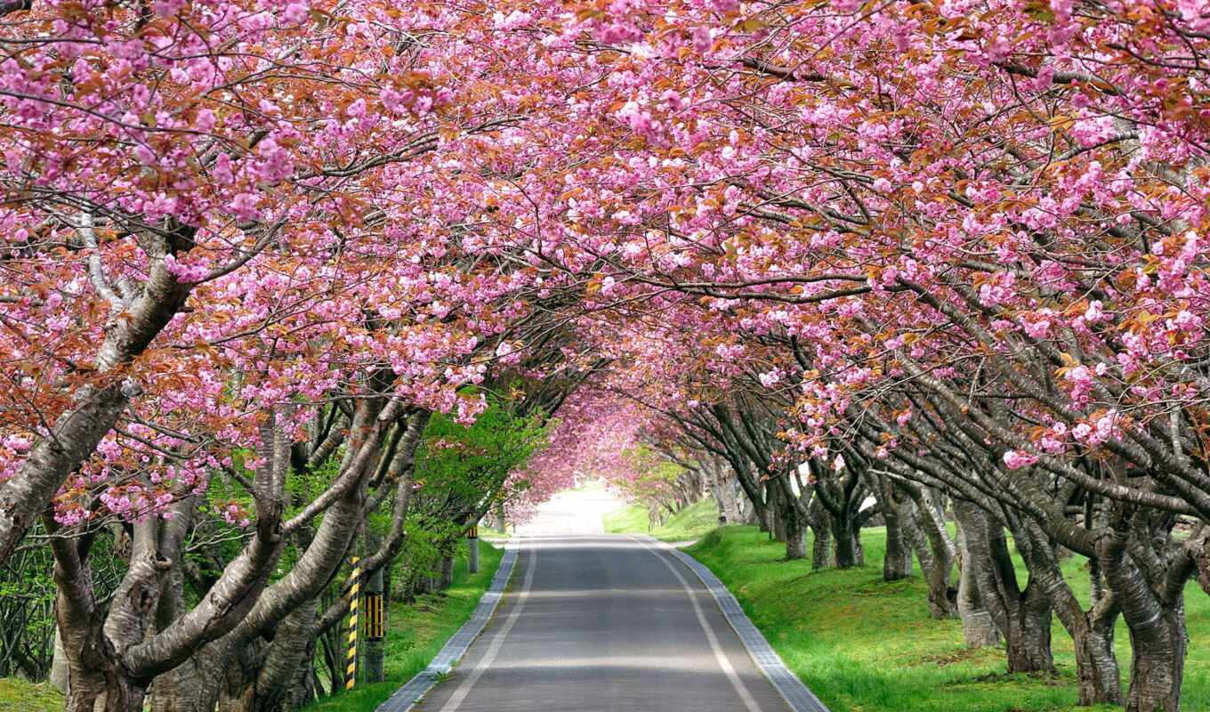 picture, road, Sakura, cherry, take it off, track, impact, blooming, fatigue, provided, tonizing