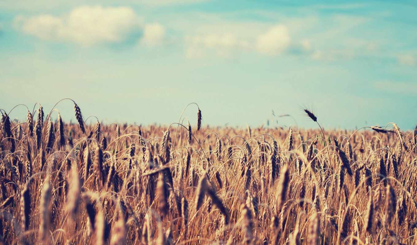 пшеница, поле, природа, summer, колосья, небо, 