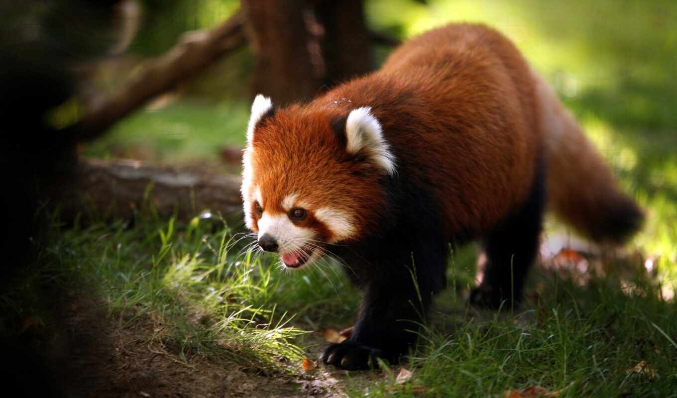 red, panda, animal, small