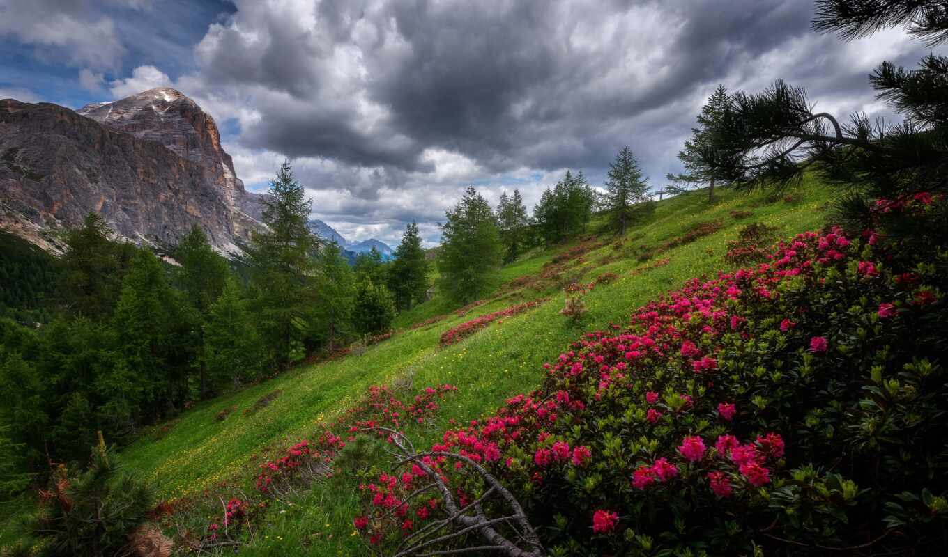 flowers, mountain, dolomite