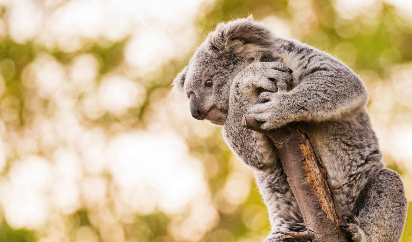 cute, animal, коала