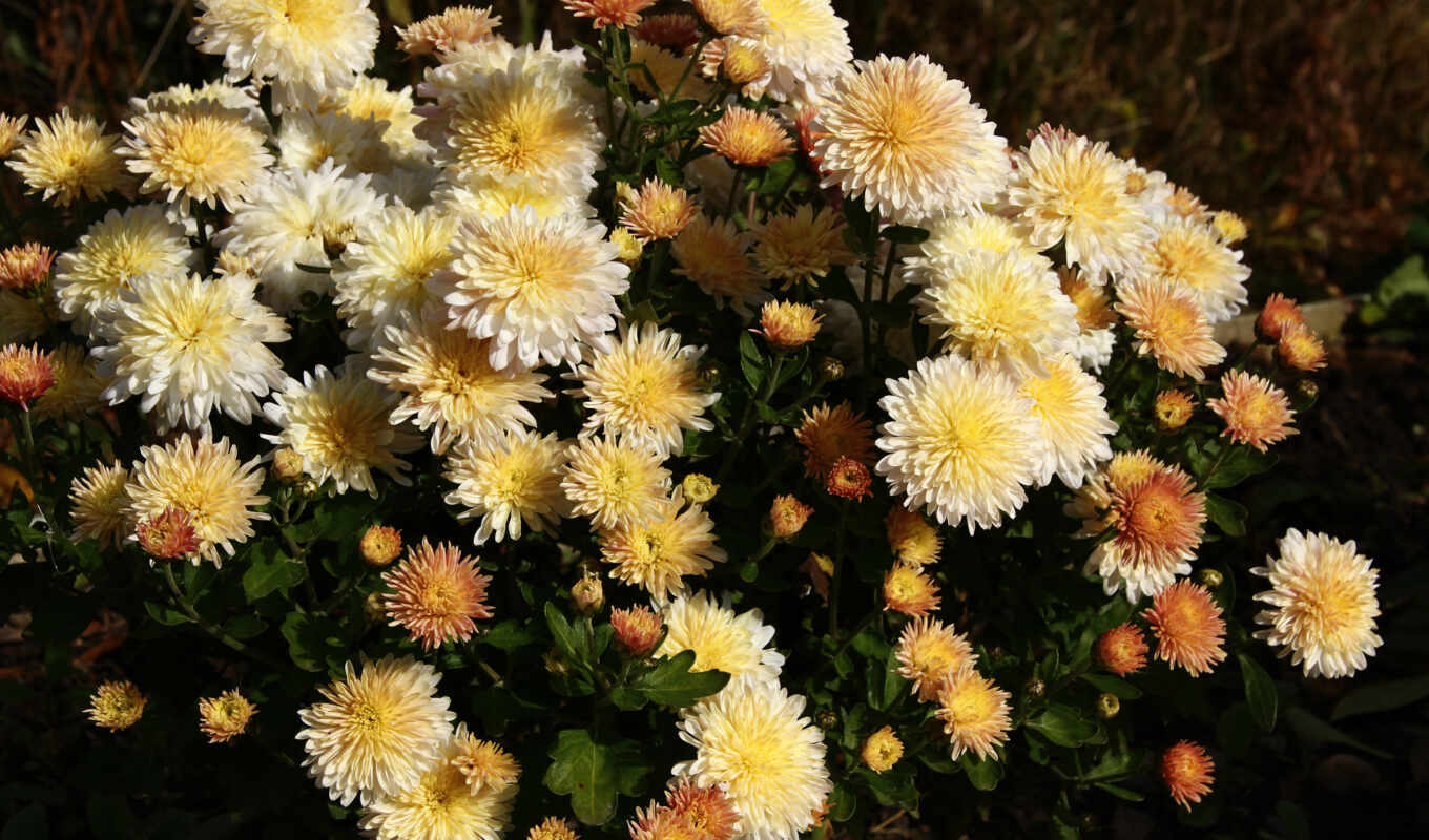 white, chrysanthemum, troilboss