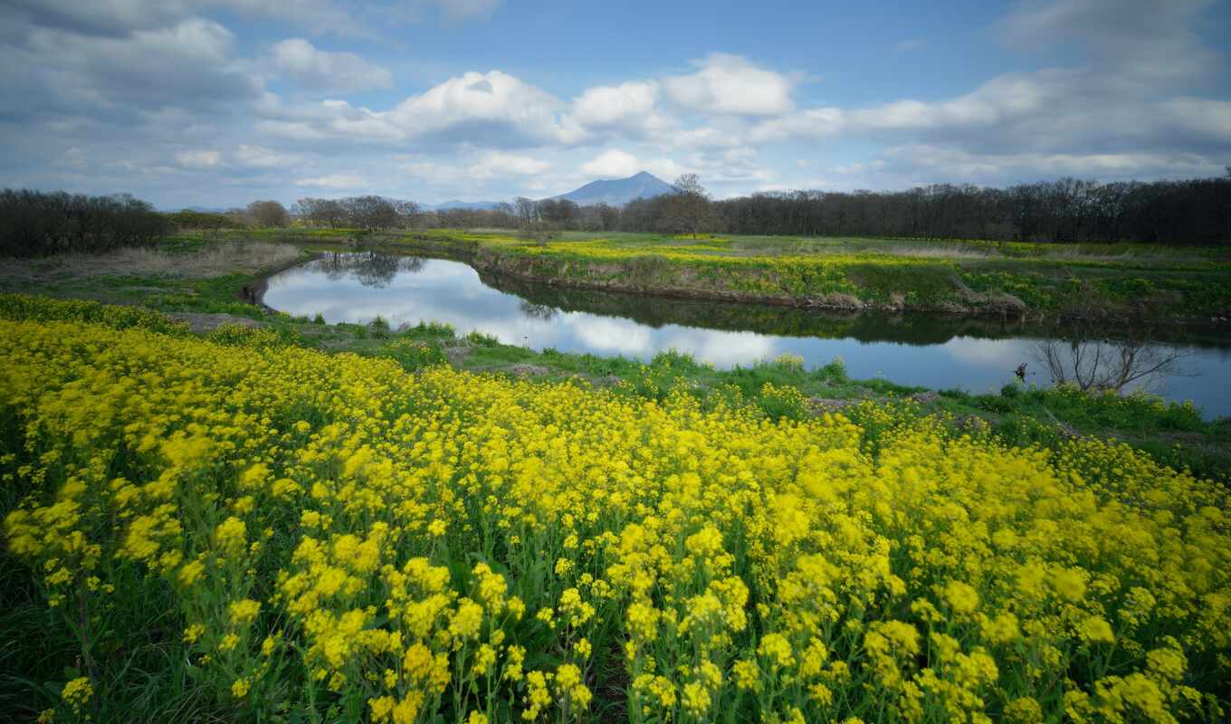 flowers, landscape, plant, river, yellow