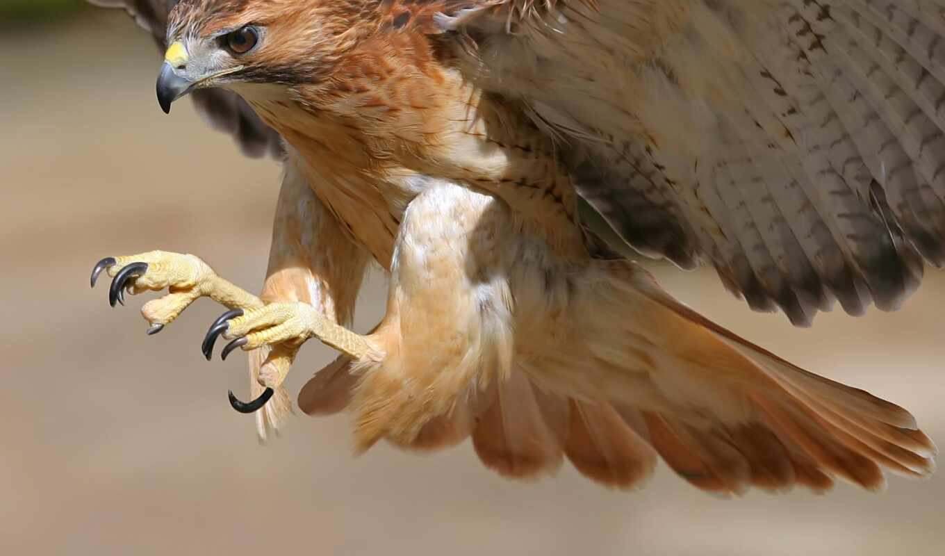 смена, сделать, long, птица, орлан, age, ан, life, fly, hawk