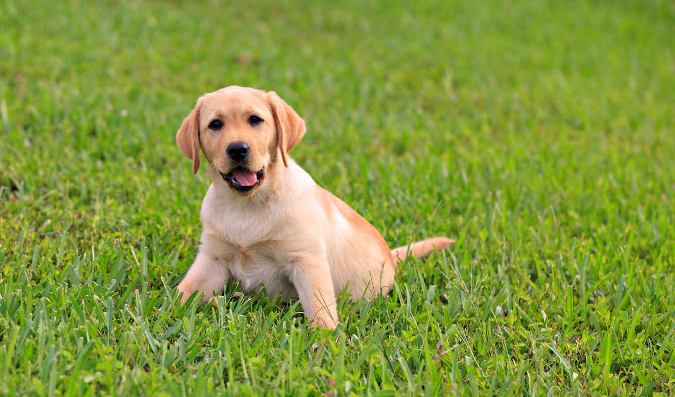 собака, щенок, labrador