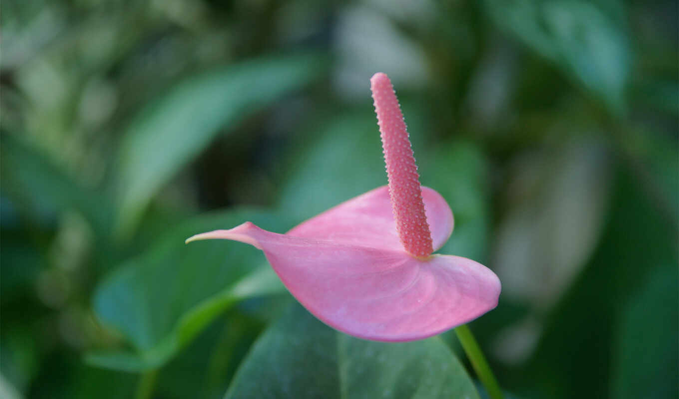 photo, leaves, flower, pink, and natural